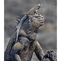 Gianpiero Ferrari: Marine Iguana - Galapagos Islands