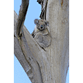 Gianpiero Ferrari: Koala - Victoria, Australia